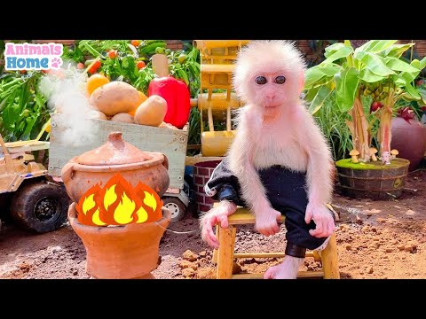 Baby monkey Obi harvests potatoes to make delicious milk