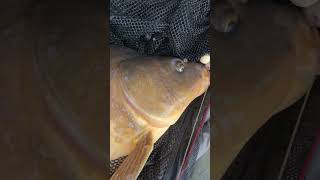 #mirror #carp #bait #boilies #net #win #boatlife #neverstopexploring #fishingvideo #catchandrelease