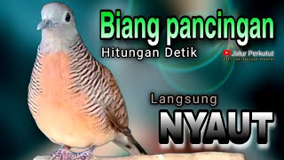 PERKUTUT LOKAL GACOR suara besar - CEPAT RESPON LANGSUNG NYAUT (💯%SUPER AMPUH) UNTUK PIKAT/PANCINGAN