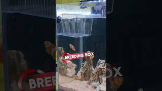 🔥Breeding box installed in Marine tank😍 #marinetank #exoticaquariumfish #Marine #viral #trending