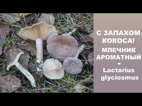 С запахом кокоса! Млечник ароматный - Lactarius glyciosmus