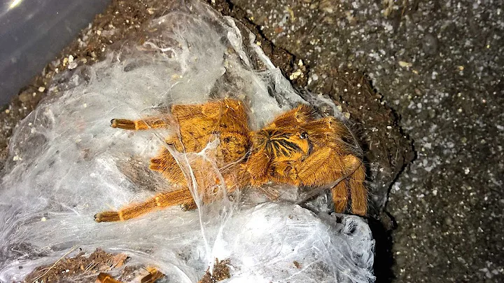 Pterinochilus murinus or the "OBT" Rehousing