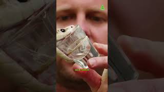 How Is Anti-Venom Made?