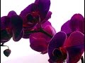 изменения с орхидеями после полива чесноком ,полив чесноком ,пересадка орхидеи