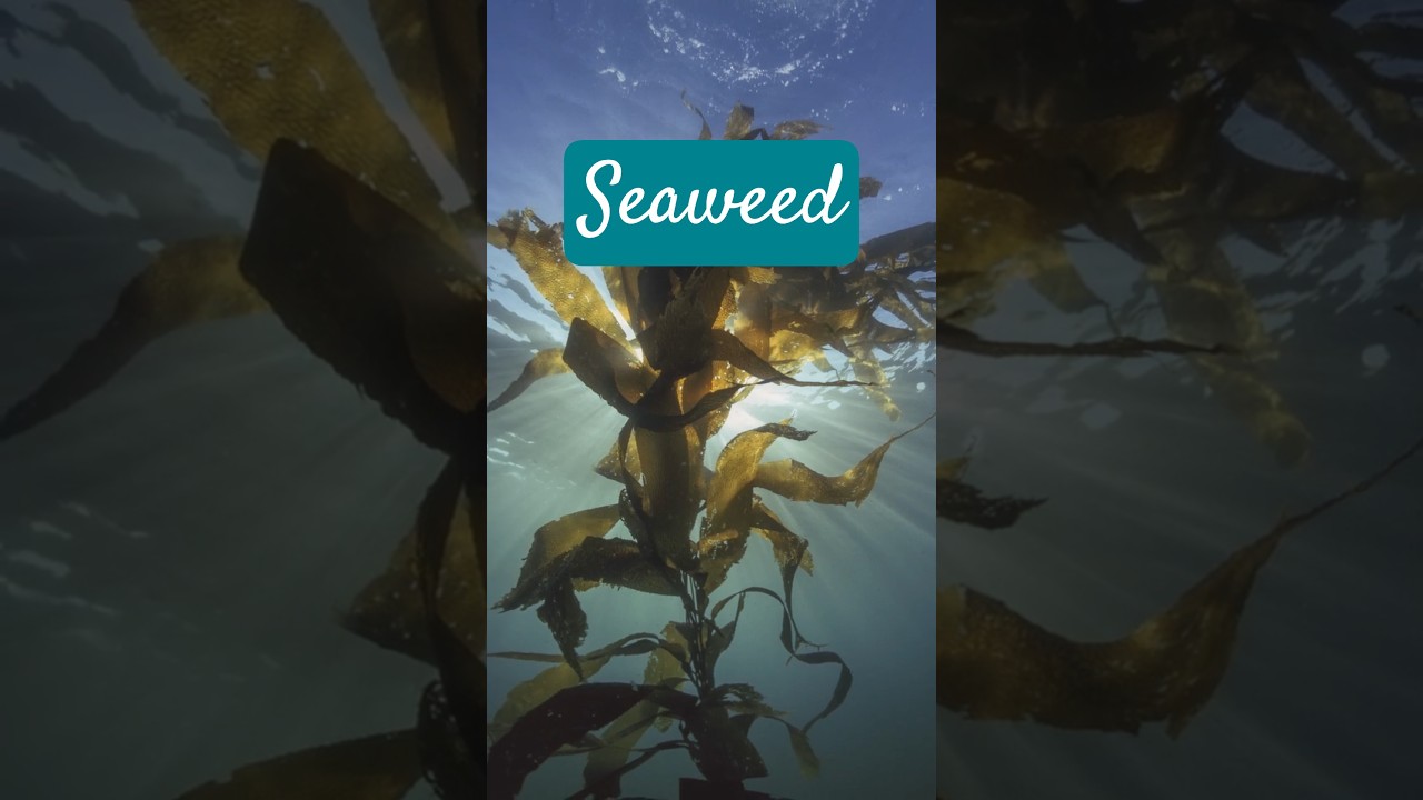 How Seaweed Can Help With This Mineral Deficiency 