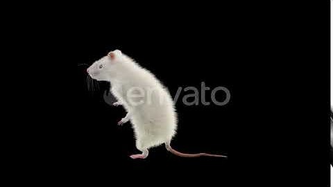 Rat Dancing 4K | Motion Graphics - Envato elements
