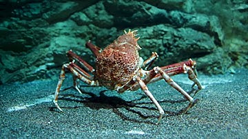 Crab Shells and Trees Combine to Create New Food Packaging