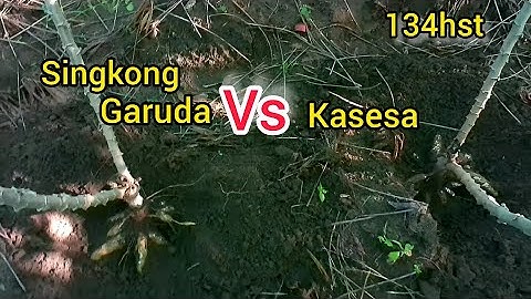 singkong garuda vs singkong kasesa usia 4 bulanan