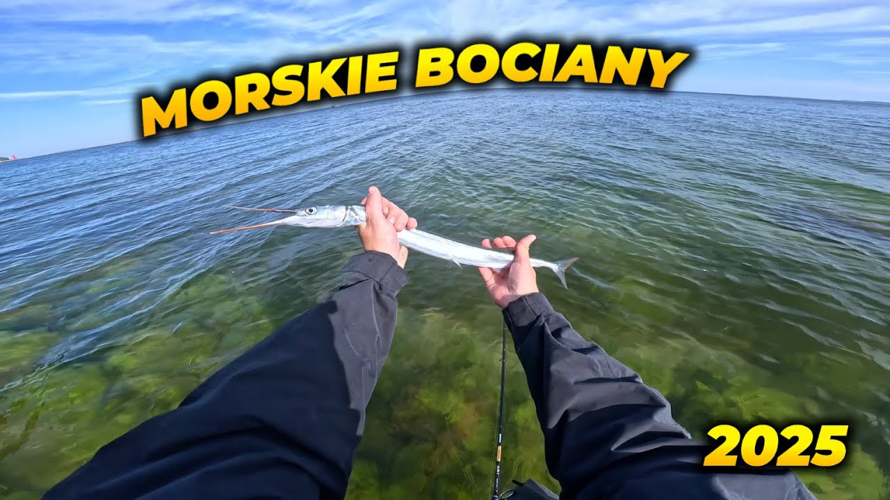 Przynęty na Belonę? Która będzie skuteczna?!