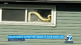 Officers shoot massive 15-foot pet snake coiled around man's neck in Pennsylvania l ABC7