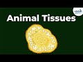 Animal Tissue Types and Their Functions