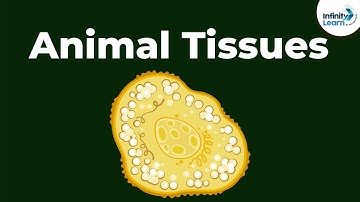 Epithelial | Types of Animal Tissues | Don