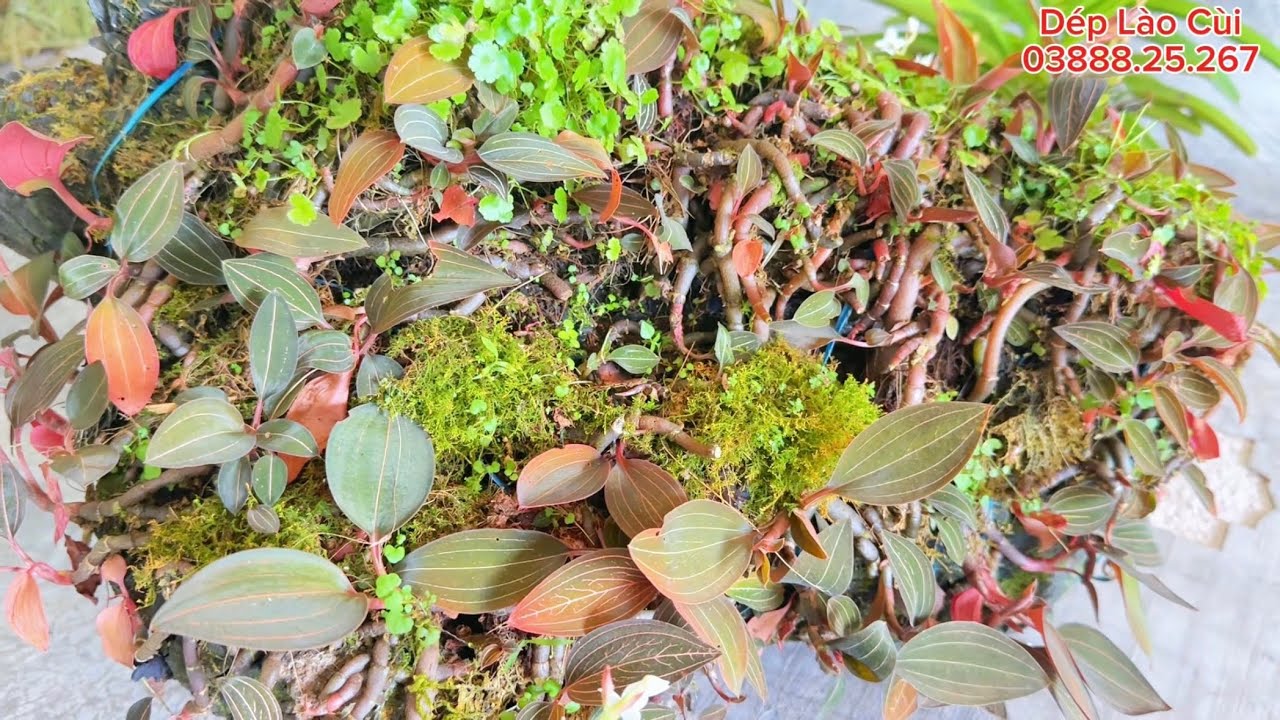 Lan Rừng - ngày 22-1-2026 ll lan rừng giá rẻ ll Thanh lý bao ship ll