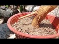 (Đx))2M261 gl dúi 250k LH 0707713796 Khương bonsai