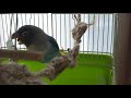 ボタンインコに麻紐リーフS sizeをプレゼント*しずくちゃんとふわりちゃん*