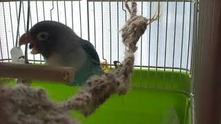 ボタンインコに麻紐リーフS sizeをプレゼント*しずくちゃんとふわりちゃん*