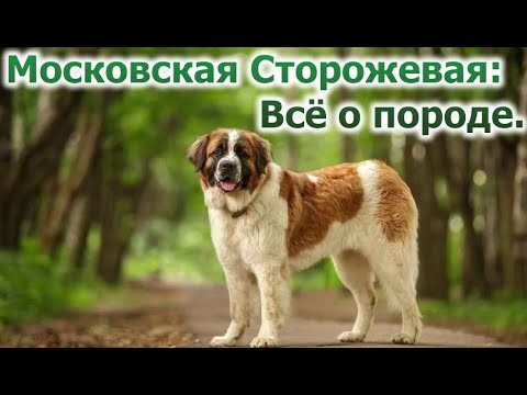 Московская Сторожевая - Всё о породе. Плюсы и минусы.