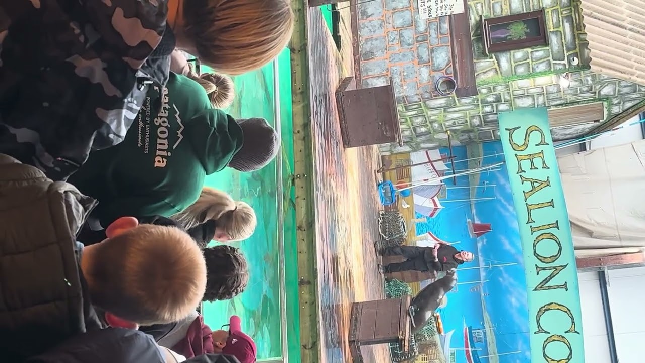 Sea lion show
