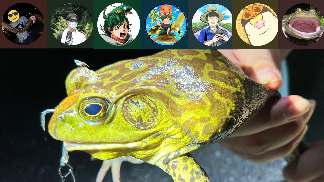 Apex of the Ecosystem vs. Bullfrog [A gathering of animal-related