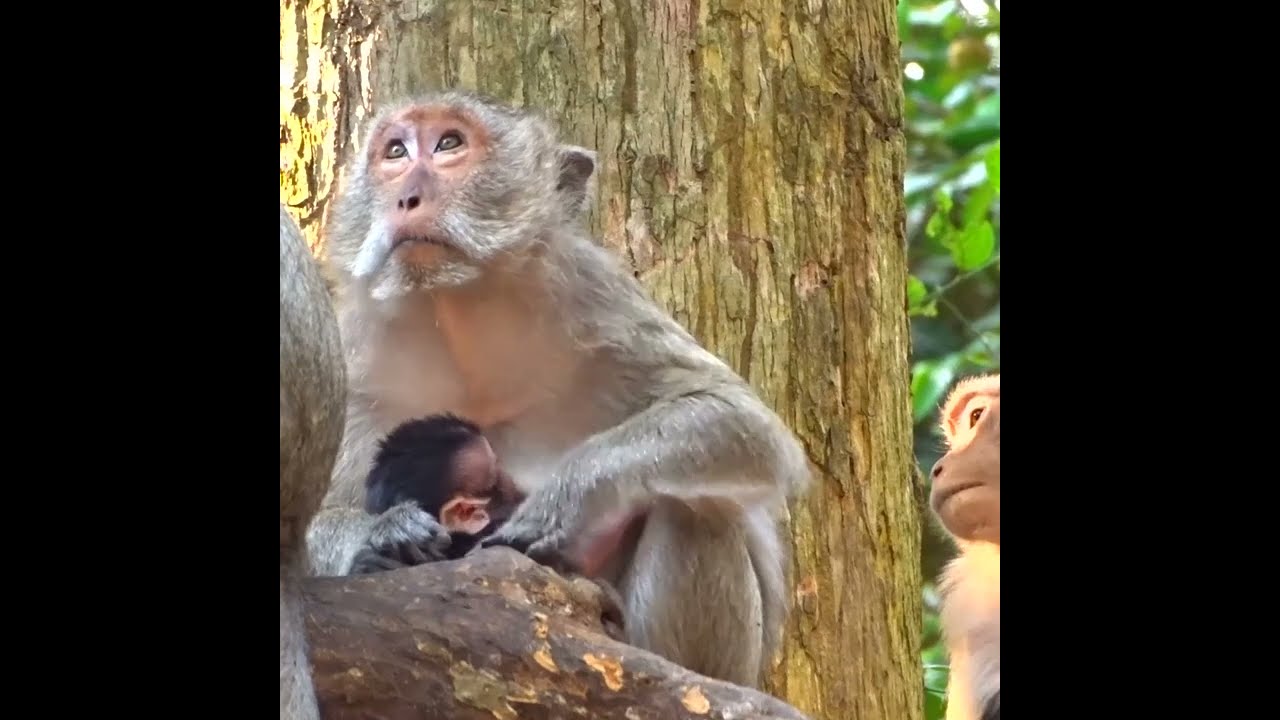 Good Mom Monkey Give Milk Baby Monkey On Tree and happy animal 