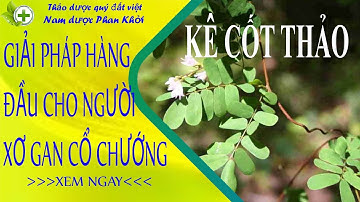 Kê cốt thảo, giải pháp hàng đầu cho người bị xơ gan cổ chướng