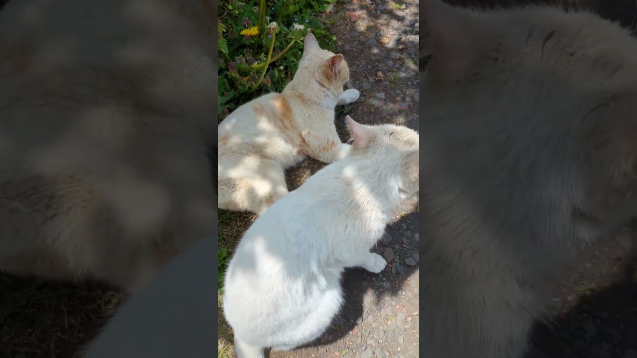 #ねこ#木陰#一休み♯26.4.23