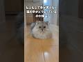 【検証】猫の手はどうなっているのか？ 【サイベリアン】 #Shorts