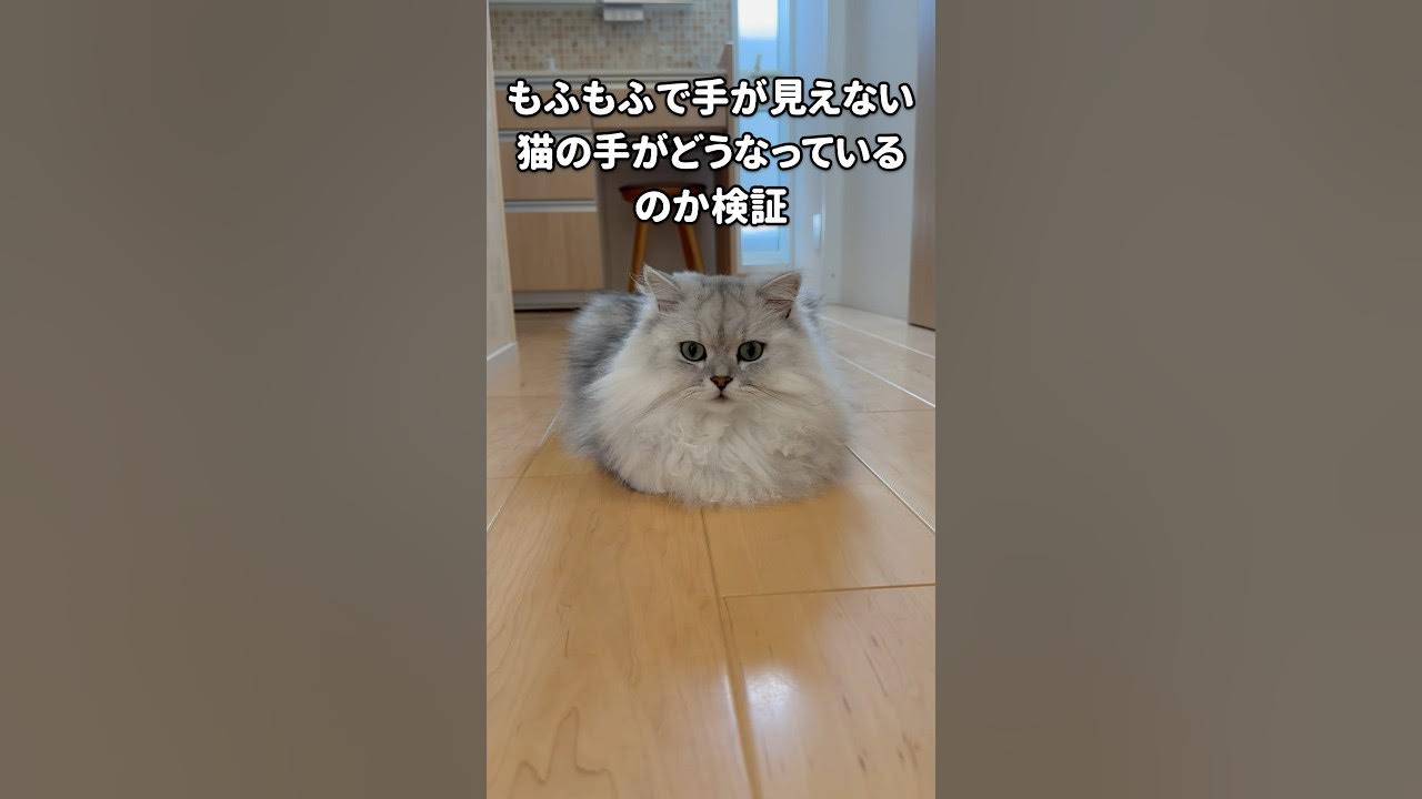 【検証】猫の手はどうなっているのか？ 【サイベリアン】 #Shorts