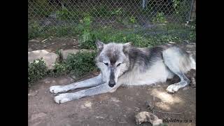 Wolf Slideshow