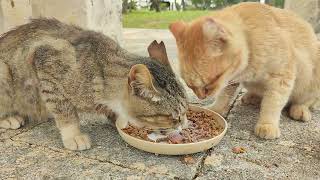 2024.4.5 猫巡り 公園の猫ちゃん達に美味しいカリカリと大好きな缶詰を