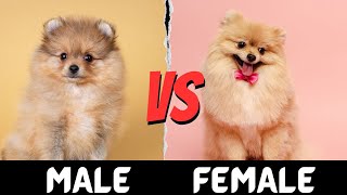 Male VS Female Pomeranian | Difference between Male and Female Pomeranian