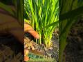 Tech meets agriculture: Harvesting fresh chives with a discarded computer RAM stick?