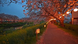 Calm DJI RS4 test among Asaka Cherry Blossoms・4K HDR by Rambalac 24,936 views 2 weeks ago 1 hour, 6 minutes