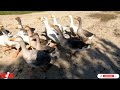 ОСЬ ТАКІ ВЖЕ🔥🦢🚫 ГУСИ ШВИДКО РОСТУТЬ, ВЖЕ ВЕЛИКІ 🔥🚫⚠️