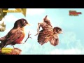 KevChim Tsis Muaj Hnub Ploj (The 2 Birds-Love Story)