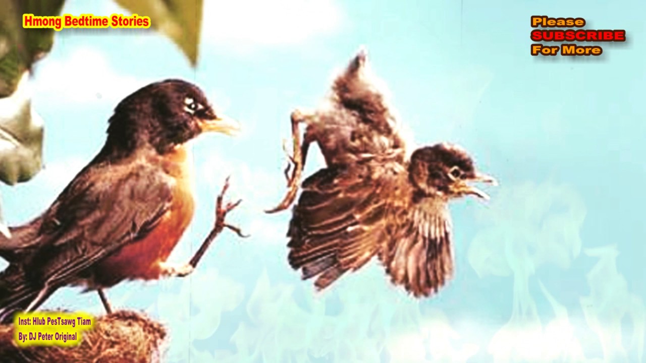 KevChim Tsis Muaj Hnub Ploj (The 2 Birds-Love Story)