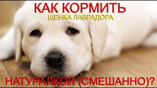 🐾🐕📝 Как кормить щенка лабрадора натуральными продуктами (смешанно)?