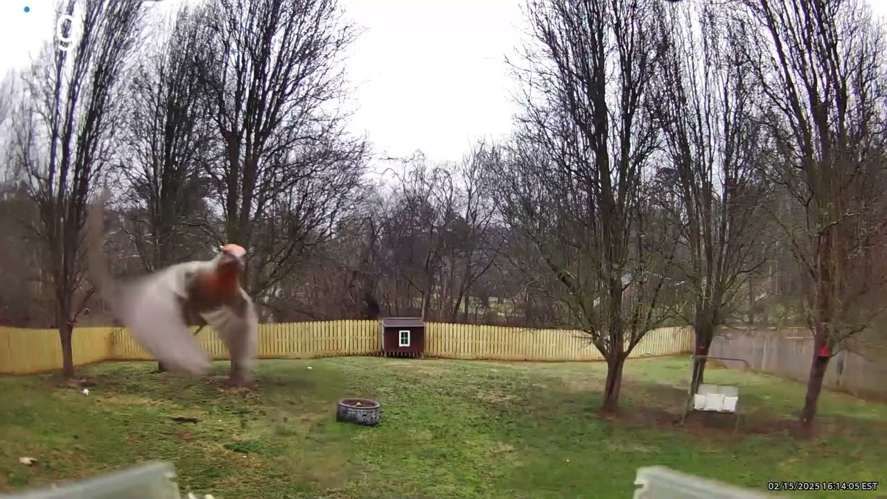 Song Sparrow . . . male House Finch is flying in.