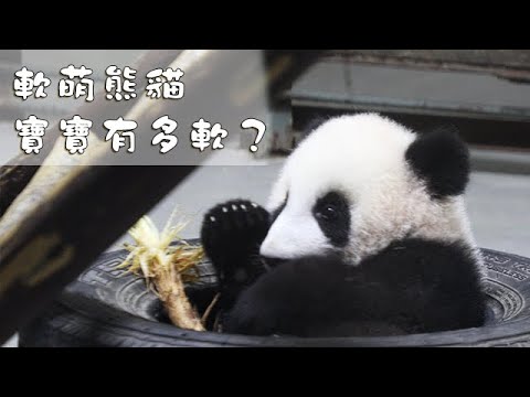 《熊貓早晚安》軟萌熊貓寶寶有多軟？ | iPanda熊貓頻道