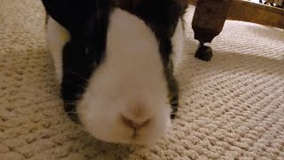 Rabbit Excited For Bed!