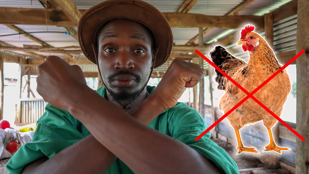 Почему разведение местных кур может привести вас к разорению!
