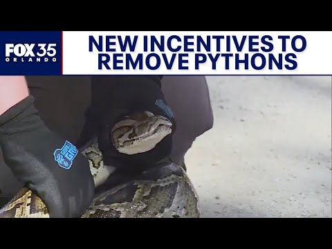 New incentives to remove invasive pythons from Florida