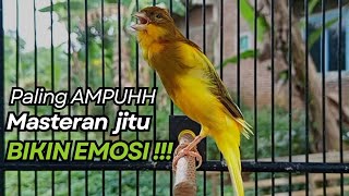 Download Lagu KENARI GACOR Cuit CUIT BIRAHI UNTUK PANCINGAN \u0026 MASTERAN Kenari PAUD AGAR BUNYI MP3