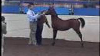 WINDEN MAI TAI: 2006 Morgan Filly by Shanghai - SOLD