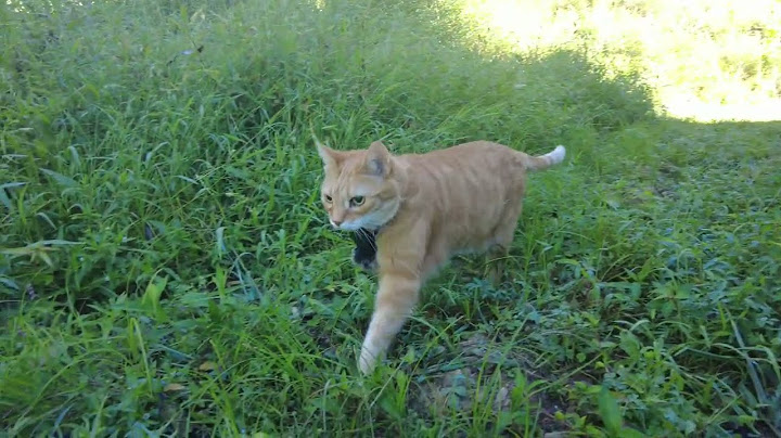 Okay, I Lied. THIS Is The Best Cat Adventure!