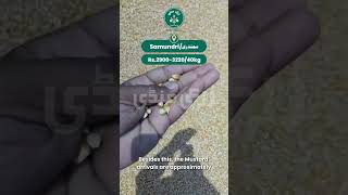 Samundri, Punjab, Pakistan Mandi Rates Today (09 May 2026) | Makai Market Update