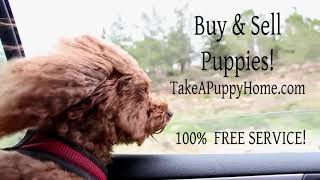 Best Place To Buy & Sell Puppies Online! Cute Puppy Blowing In The Wind In A Car Ride!