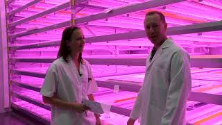 Great LED Grow lights,Multistrain grow weed indoors growing