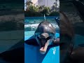 Ой как мы умеем улибаться 🐬.