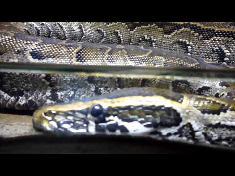 African rock python / Le python de Seba